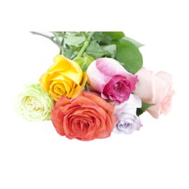 KaBloom PRIME NEXT DAY DELIVERY - Fall Collection - Rainbow Roses (Half Dozen).Gift for Birthday, Sympathy, Anniversary, Get Well, Thank You, Valentine, Mother’s Day Fresh Flowers