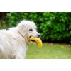 Petface Latex Banana Soft Chew Dog Toy, Small