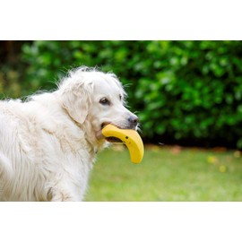 Petface Latex Banana Soft Chew Dog Toy, Small