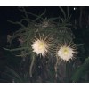 Cactus 20 Night Blooming Cereus Cactus Bulk Cacti Easy to