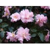 (1) - Pink Snow Camellia Sasanqua - Starter Plant (4L)