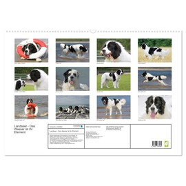 Landseer - Das Wasser ist ihr Element (Wandkalender 2026 DIN A2 quer), CALVENDO Monatskalender