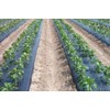VBS - Poly Mulch Black Plastic Sheeting - Poly Mulch,