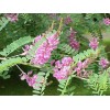Indigofera tinctoria | Bengal or Madras or True Indigo |