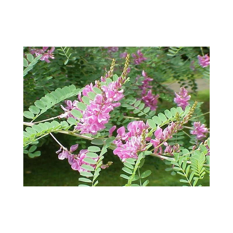 Indigofera tinctoria | Bengal or Madras or True Indigo |