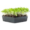 Lettuce Microgreens Seeds - 1 Oz ~25,000 Seeds - Grow