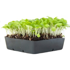 Lettuce Microgreens Seeds - 1 Oz ~25,000 Seeds - Grow Non-GMO Micro Lettuce & Baby Salad Greens - Premium Seed - High Germination Rate