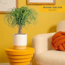 Costa Farms Ponytail Palm Live Plant in Decorative Pot, Easy to Maintain Indoor Houseplant, Perfect for Home, Room, or Office Decor, Great House Warming or Birthday Gift, 12-24 Inches Tall