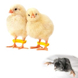 10 Pack Baby Chick Leg Hobbles Chicken Hobble Braces for Spraddle Leg Repair of 1 to 3 Days Newly Hatched