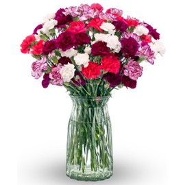 Benchmark Bouquets Mini Carnation Bouquet – Mothers Day Flowers for Delivery – Pink White Purple Mini Flowers – Fresh Floral Arrangement – Gifts for Mom, Birthdays, Get Well – Vase Included (20 Stems)