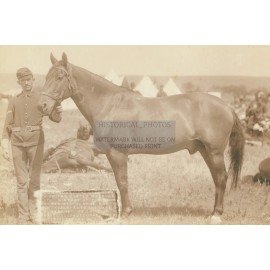 COMMANCHE THE ONLY SURVIVOR OF THE CUSTER MASSACRE LITTLE BIG HORN 4X6 POSTCARD