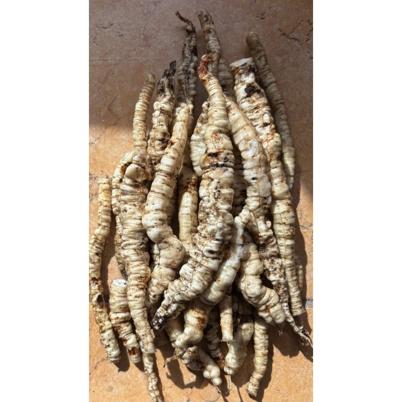 Homemade Skirret (Sium sisarum) – Rare Heirloom Perennial Root Vegetable
