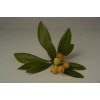 Tree Loquat Tree With 6- 8” Sweet Tropical Live Plant