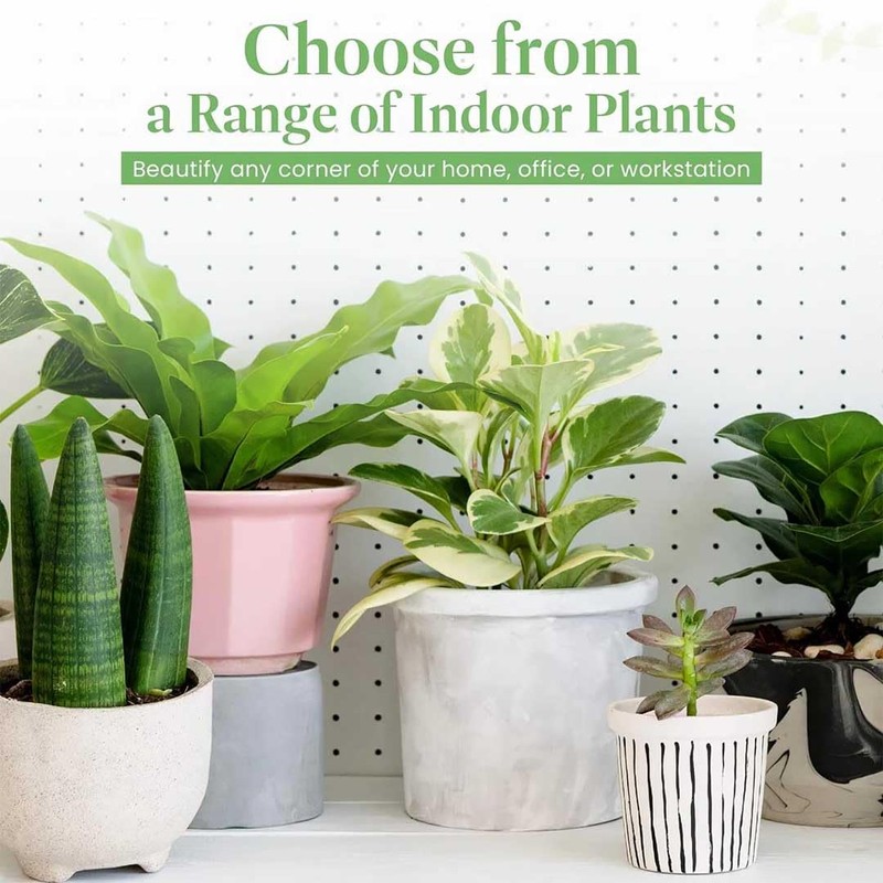 American Plant Exchange Silver Splash Pothos – Live 6-Inch Potted