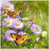 Earthcare Seeds Butterfly Garden Flower Seeds 1,000 Seeds - Heirloom