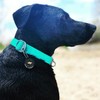 OllyDog Tilden Collar, Waterproof Dog Collar with Quick Release Buckle,