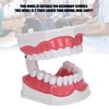 Dental Teaching Teeth Model 2X Magnifying Teeth Model Dentist Teaching
