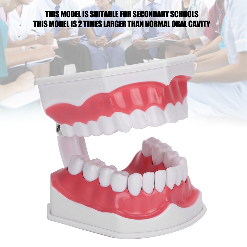Dental Teaching Teeth Model 2X Magnifying Teeth Model Dentist Teaching