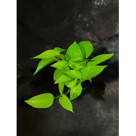 PLANTVERS Neon Pothos Indoor Plant in a 4" Nursery Pot | Epipremnum Aureum Indoor Plant | Hanging Vine Plant for Home & Office | Low Light Air Purifying Plant