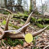 6 PCS Double Scale Antler Measuring Tapes for Deer and