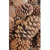 Pine Cones Uniquely Unperfect Shaped Real All Natural Pinecones in