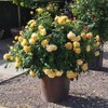 Heirloom Roses David Austin Rose Plant - Golden Celebration® Yellow
