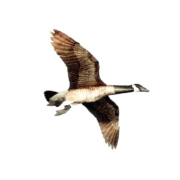 Jackite Inc. Canada Goose Flying Goose Decoy
