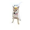 ComfyCamper Disfraz de fantasma para perros pequeños, medianos y grandes,