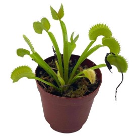 Florida House Plants Carnivorous Plant in 2 inch Pot, Perennial Living Bug Catcher Tiny Mini Pixie Pl