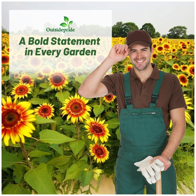 Outsidepride Joker Sunflower Seeds for Planting - 50 Pcs Annual,