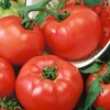 Chef's Choice Red F1 Hybrid AAS Tomato Seeds - 300