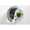 New Marimo Moss 3 Balls 0.5 inch (1.3cm) (Cladophora) Live