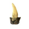 Tyrannosaurus Rex Large Tooth Replica – 6.5" Fossil Cast with