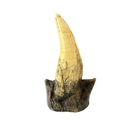 Tyrannosaurus Rex Large Tooth Replica – 6.5" Fossil Cast with Maxilla Base