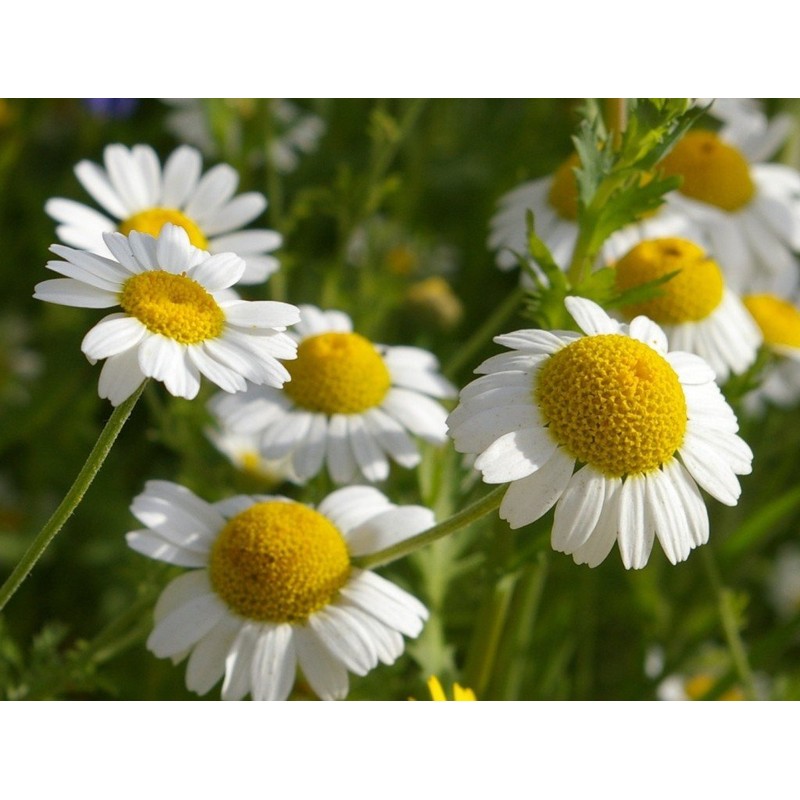 CEMEHA SEEDS - Seeds German Chamomile Perennial Herbs for Planting