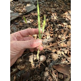 HomeGrown  10x Pindo (Jelly) Palm Tree Seeds (Butia Capitata) Cold-Hardy!