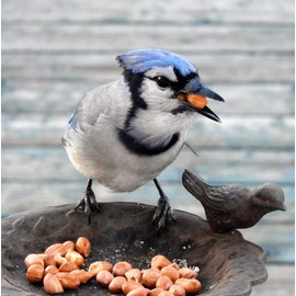 Woodchucks Wood Peanuts Without The Shell
