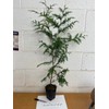 3 Arborvitae Green Giants 12-18" Tall Live Plants in 4"