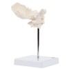 Axis Scientific Occipital Bone - C1 and C2, Human Skull