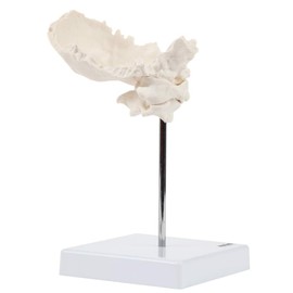 Axis Scientific Occipital Bone - C1 and C2, Human Skull Anatomy Model, Medical Vision Scientific Flexible Cervical, Real Models Tools, Skeleton Head, Skulls Replica Life Size