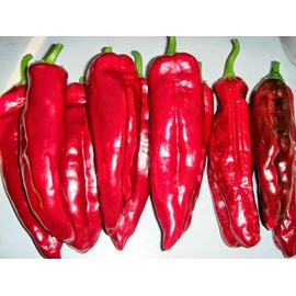 CEMEHA SEEDS - Seeds Giant Sweet Bell Pepper Red Horn Non GMO Vegetable for Planting