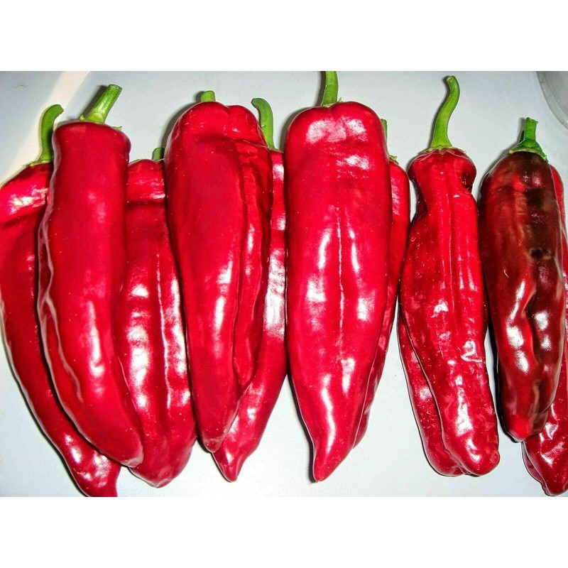 CEMEHA SEEDS - Seeds Giant Sweet Bell Pepper Red Horn