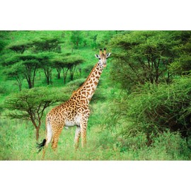AOFOTO 7x5ft Safari Giraffe in Nature Reserve Backdrop African Wildlife Forest Park Photography Background Green Jungle Bush Outdoor Travel Kid Adult Artistic Portrait Photo Studio Props Wallpaper