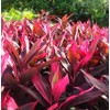 HAWAIIAN RED TI LEAF PLANT 2 LOGS ~ GROW HAWAII