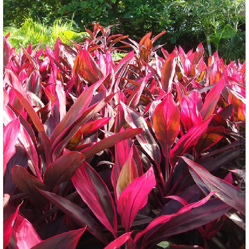 HAWAIIAN RED TI LEAF PLANT 2 LOGS ~ GROW HAWAII