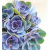 TINDAY Succulents DIY Paint by Numbers Kit for Adults Beginner