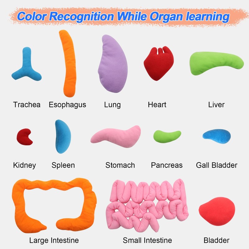 KAKIBLIN 3D Organ Apron,(Upgrade Version) Anatomy Apron Human Body Organs