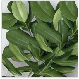 Unbranded Malagueta  BAY RUM Pimenta Racemosa Leaves 8 Oz kitchen spices-bay leaves