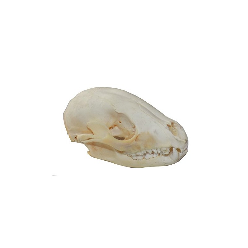 Real Raccoon Skull (Cleaned and Assembled Adult American Raccoon Skull)