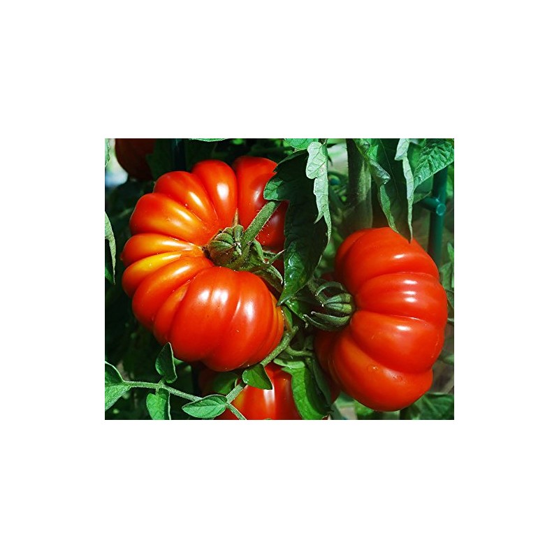 30 Costoluto Genovese Pomodoro Tomato Seeds, Heirloom Non-GMO, Low Acid,
